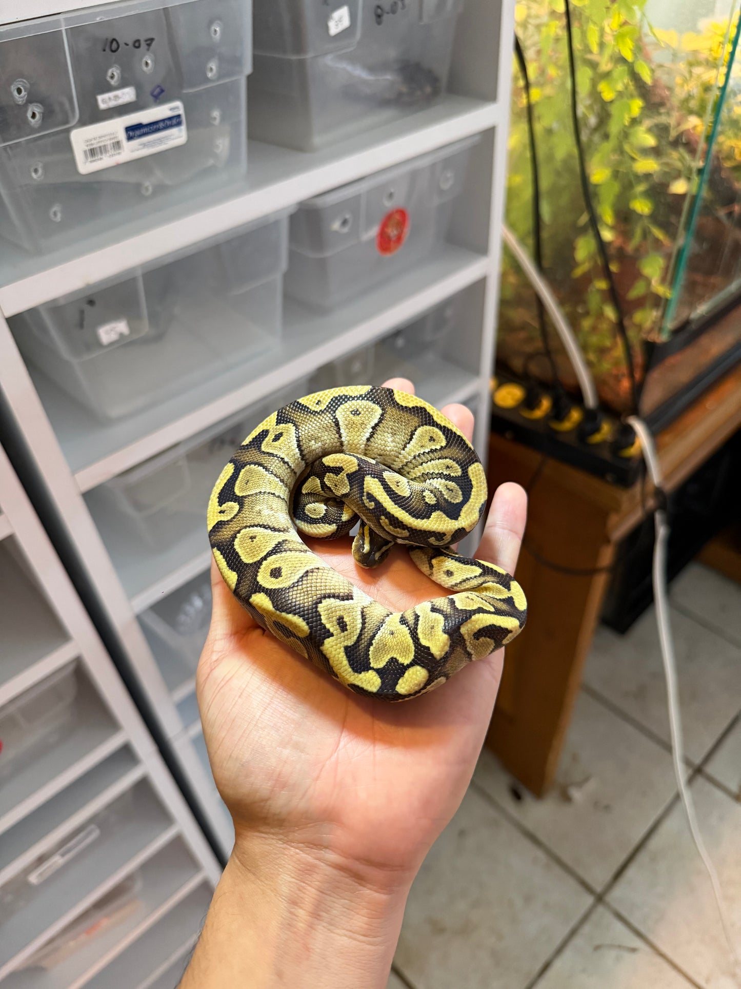 PITÓN BOLA MOJAVE YB/ASPHALT HET CLOWN MACHO 2