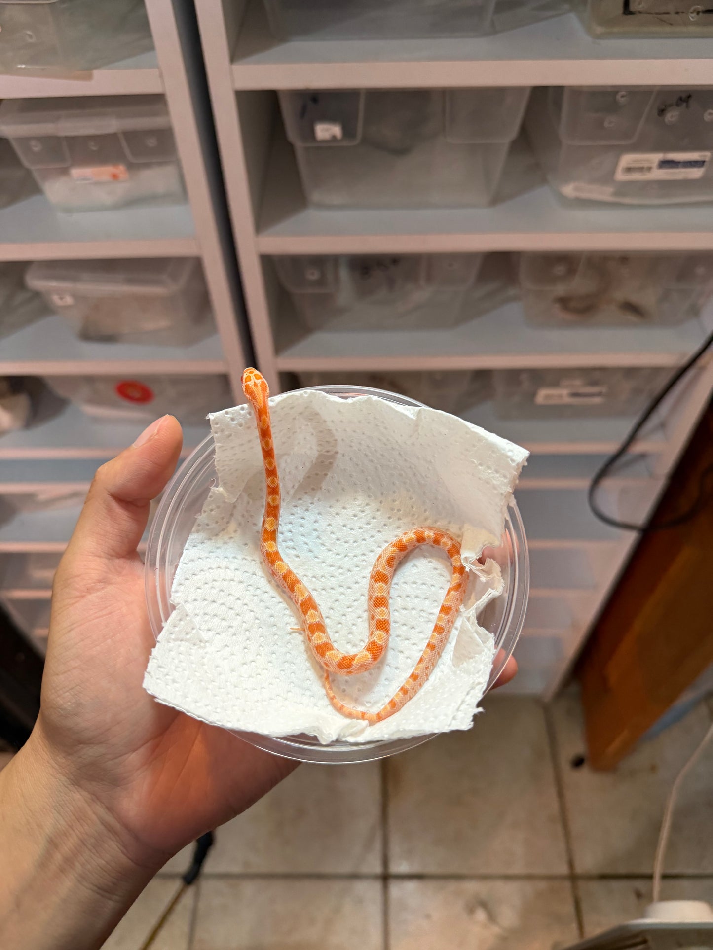 SERPIENTE MAICERA CREAMSICLE S/S 4