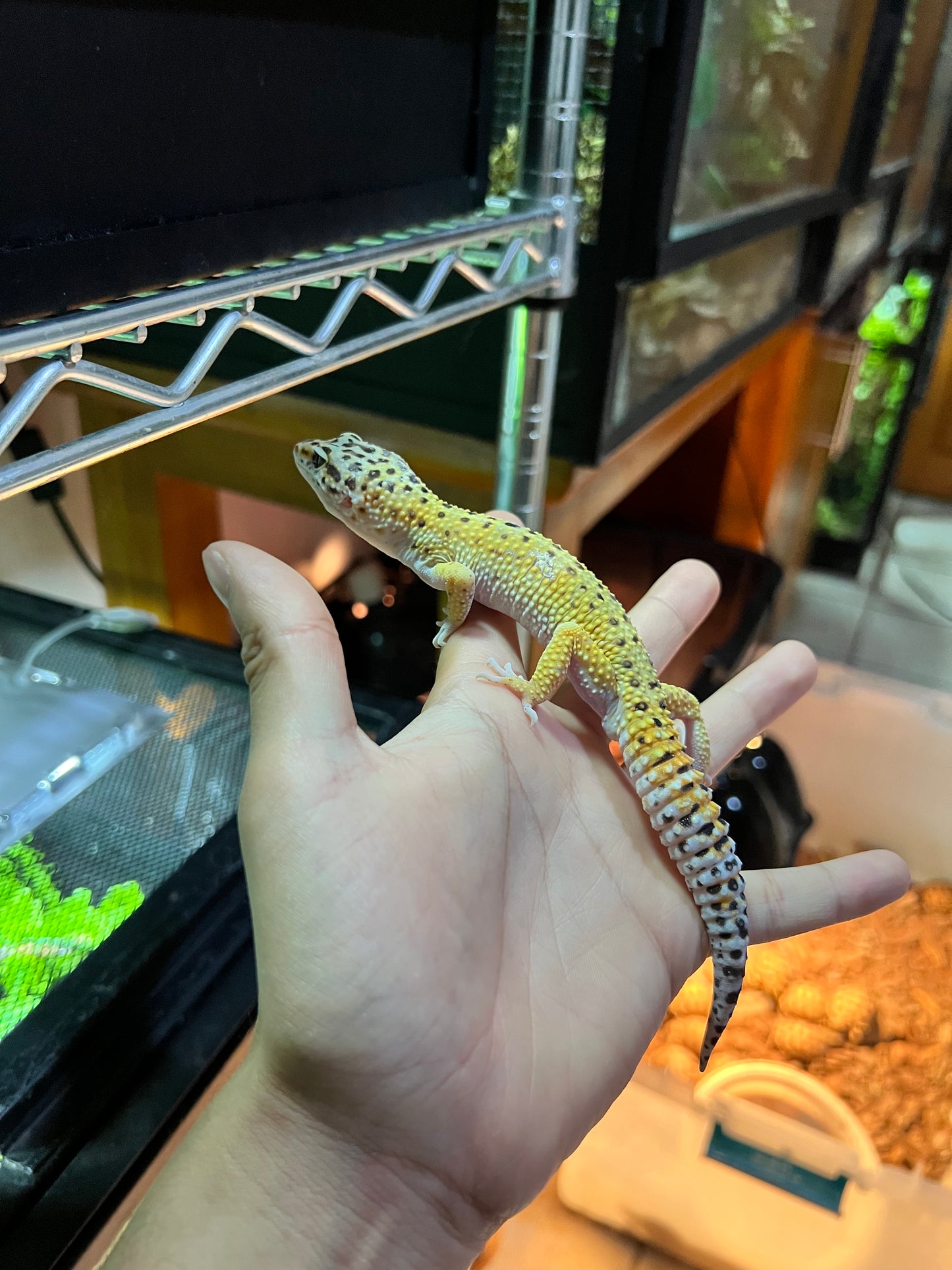 HYPO TANGERINE MACHO 20