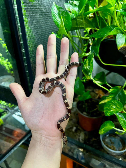 SERPIENTE MAICERA NOMINAL HEMBRA 19