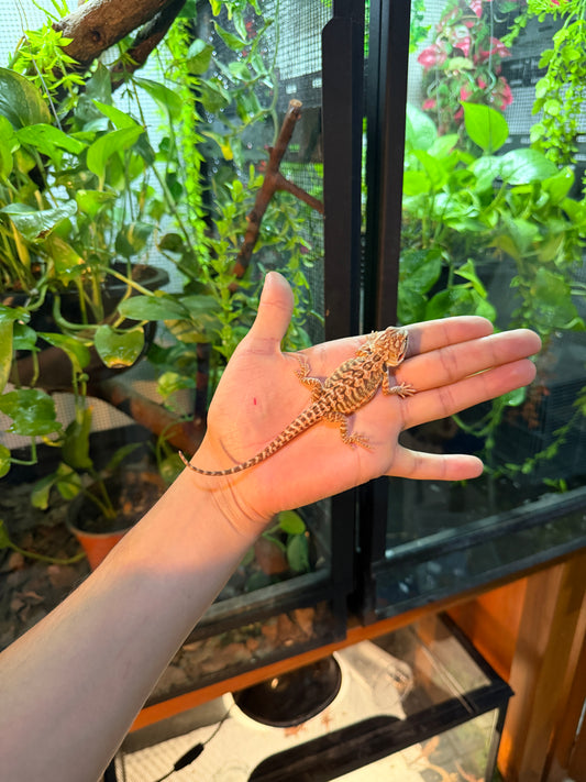 DRAGÓN BARBUDO HYPO LEATHERBACK 8