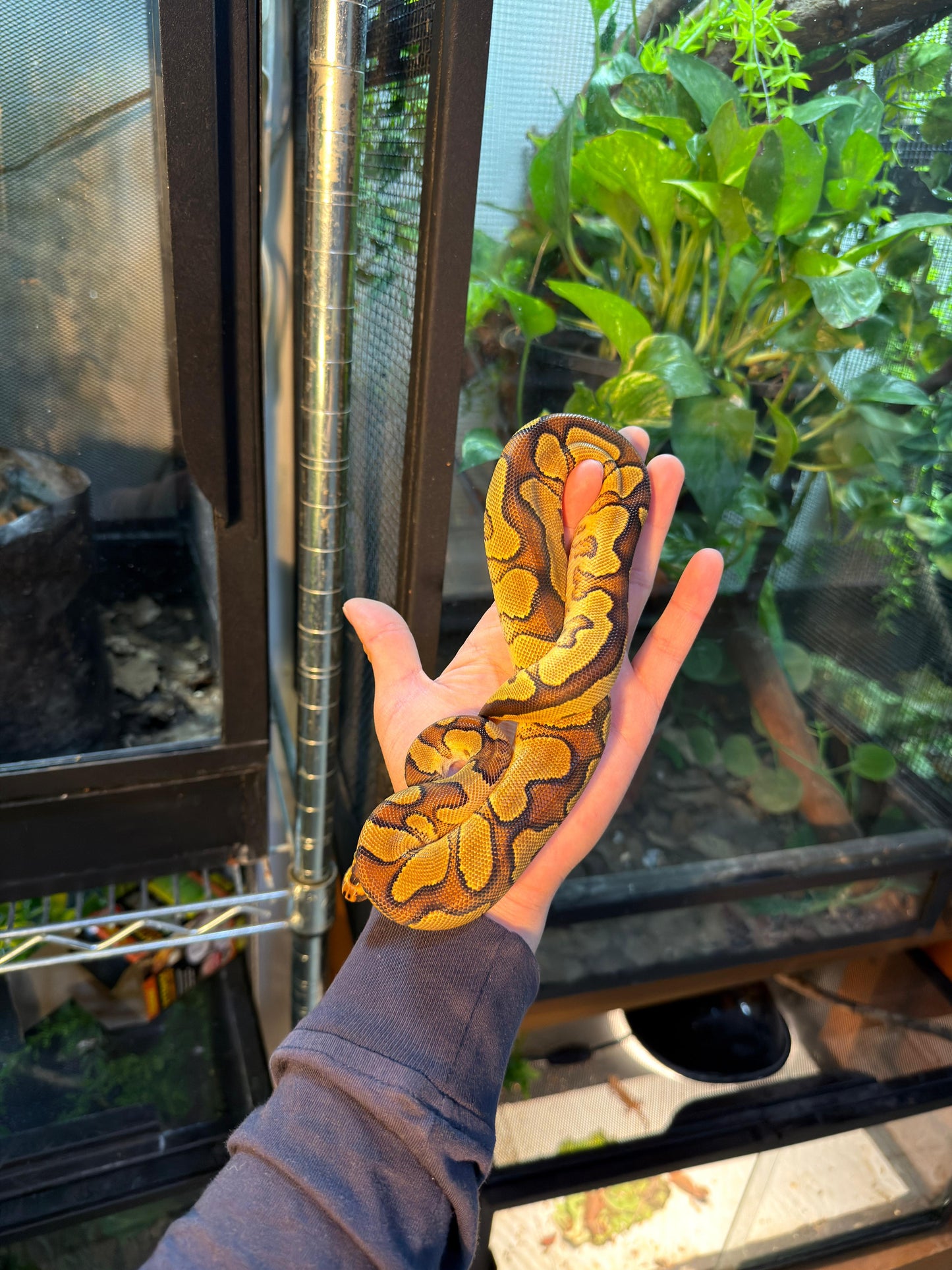 PITÓN BOLA CLOWN ENCHI YB MACHO