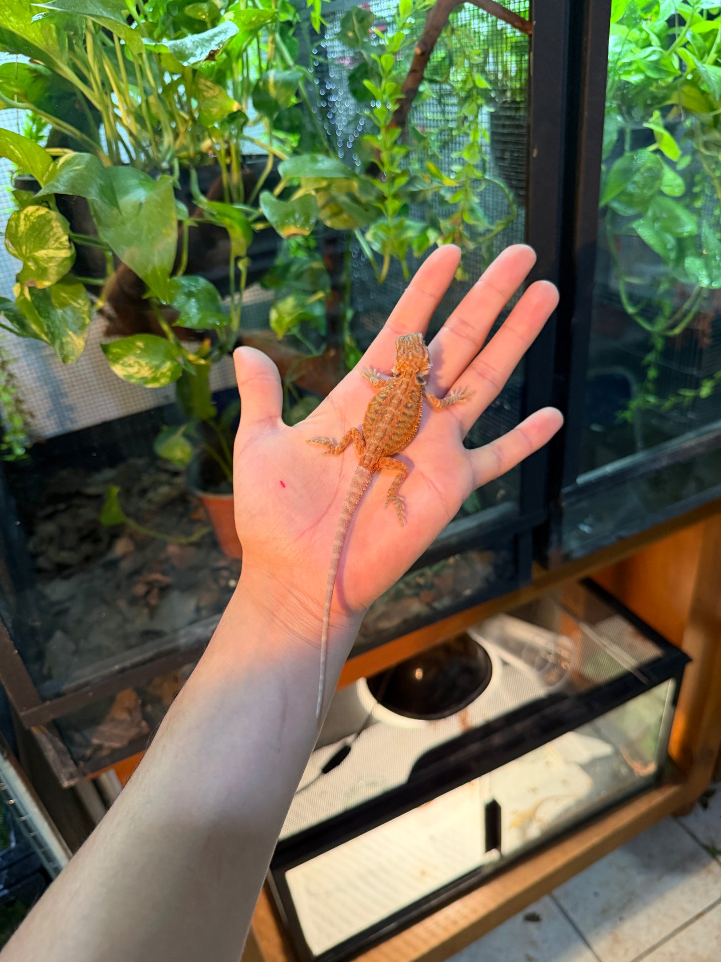 DRAGÓN BARBUDO HYPO LEATHERBACK BLUE BARS 11