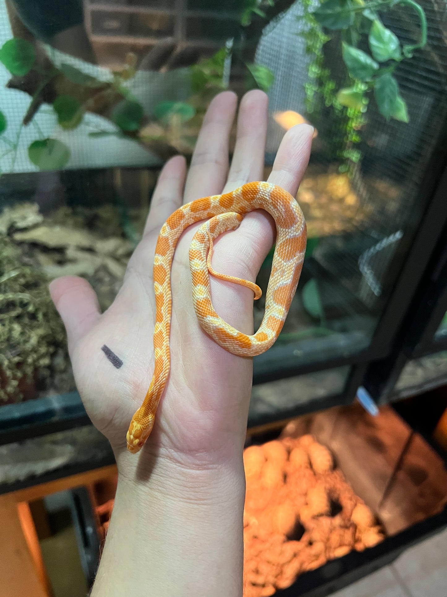 Serpiente Maicera sunkissed