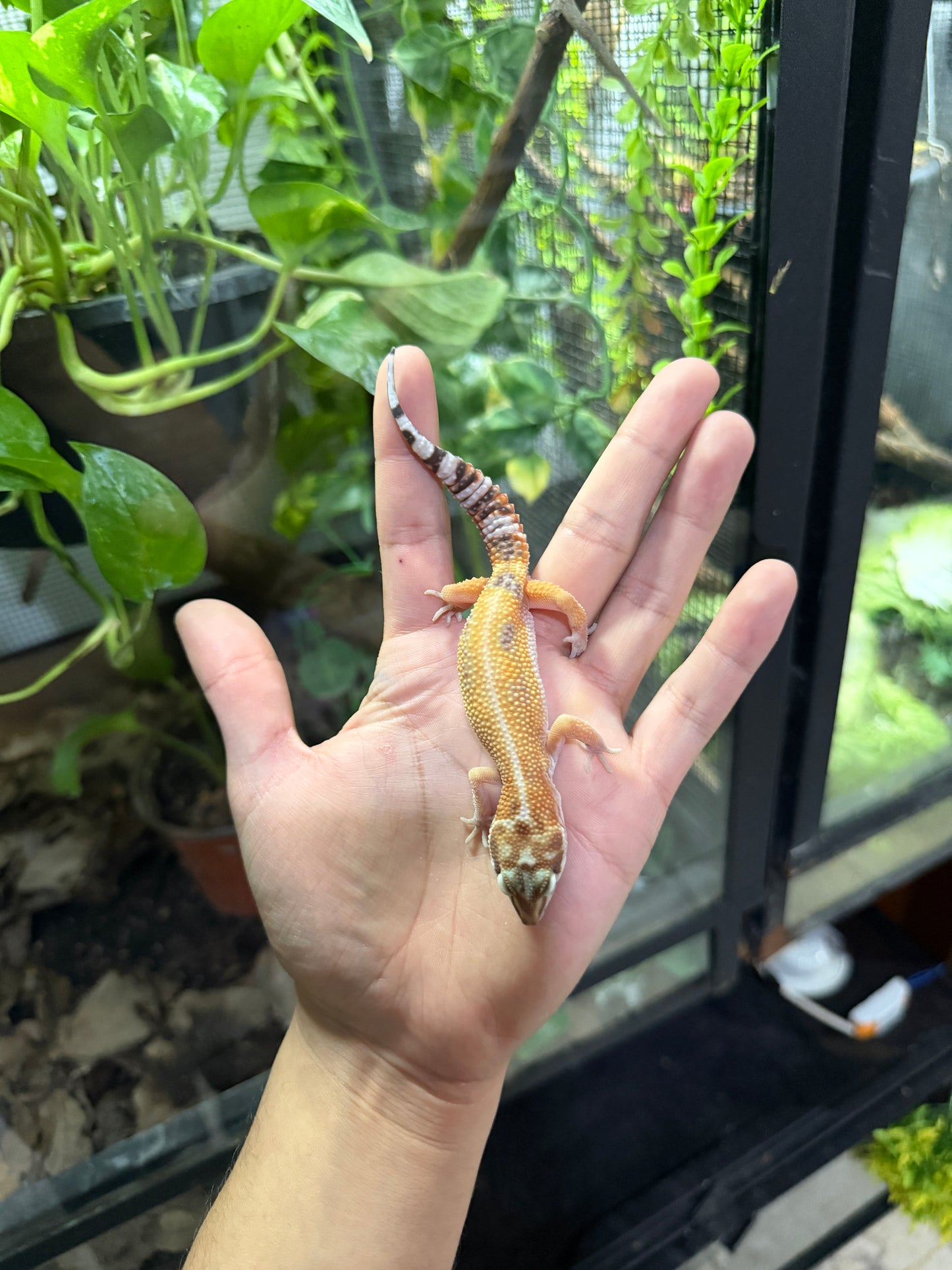 Gecko leopardo TREMPER TANGERINE HC 40
