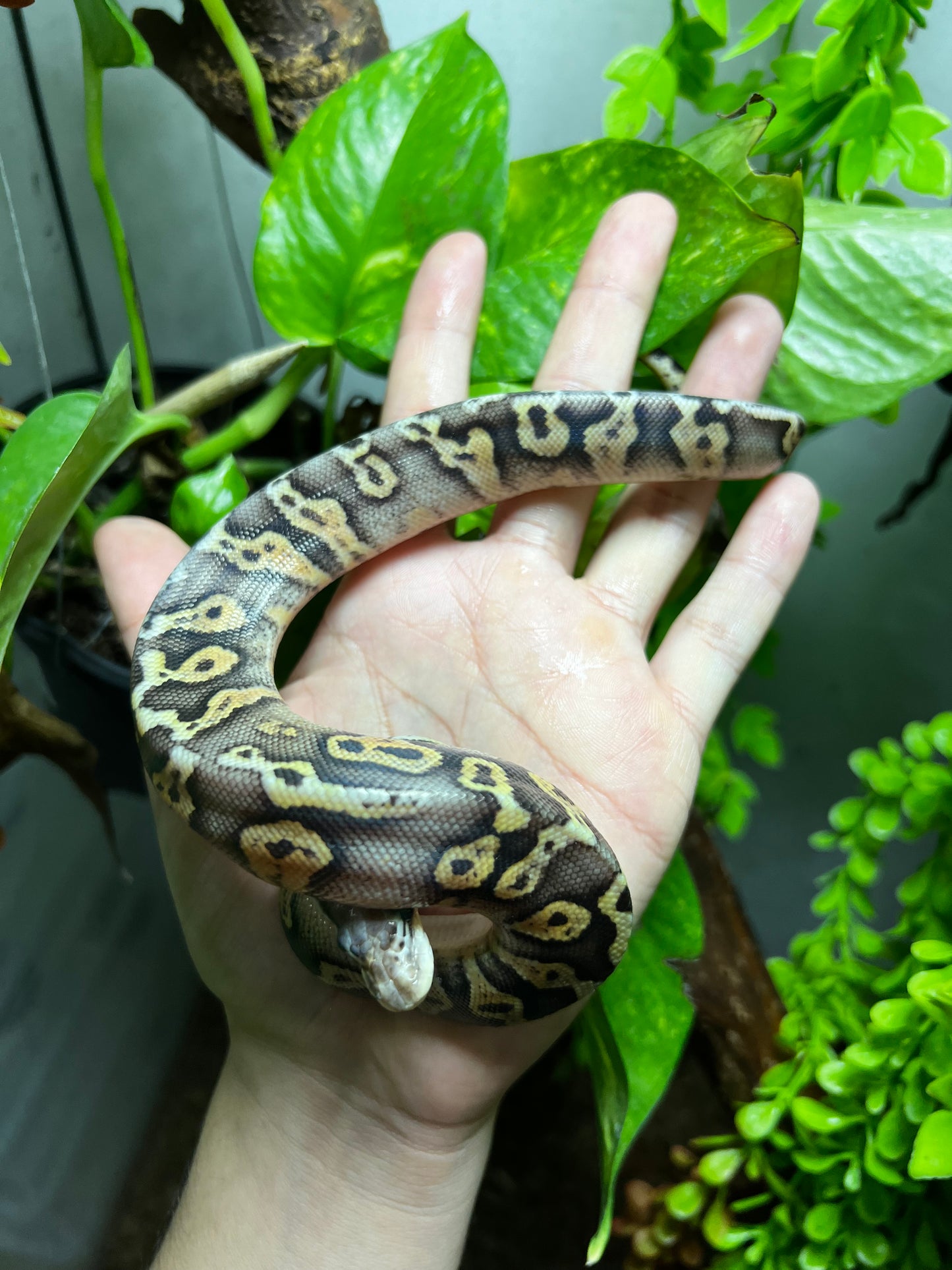 SÚPER PASTEL LEOPARD HET CLOWN MACHO 86