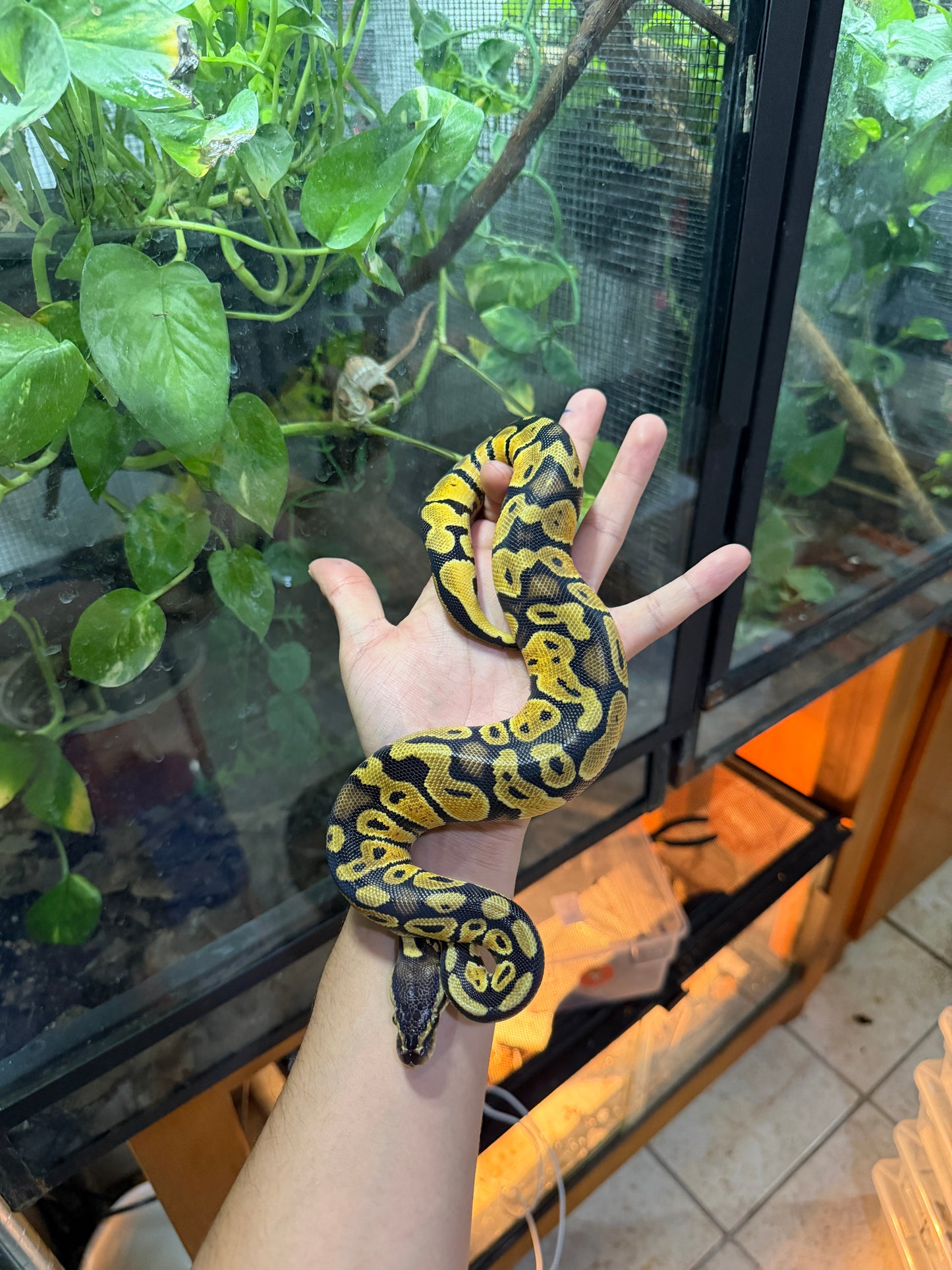 PITÓN BOLA PASTEL HET AXANTHIC HEMBRA 6