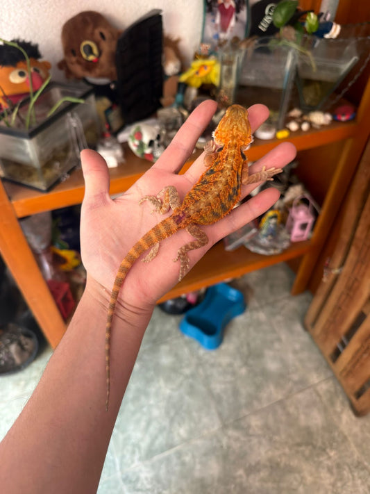 Dragón barbudo rojo