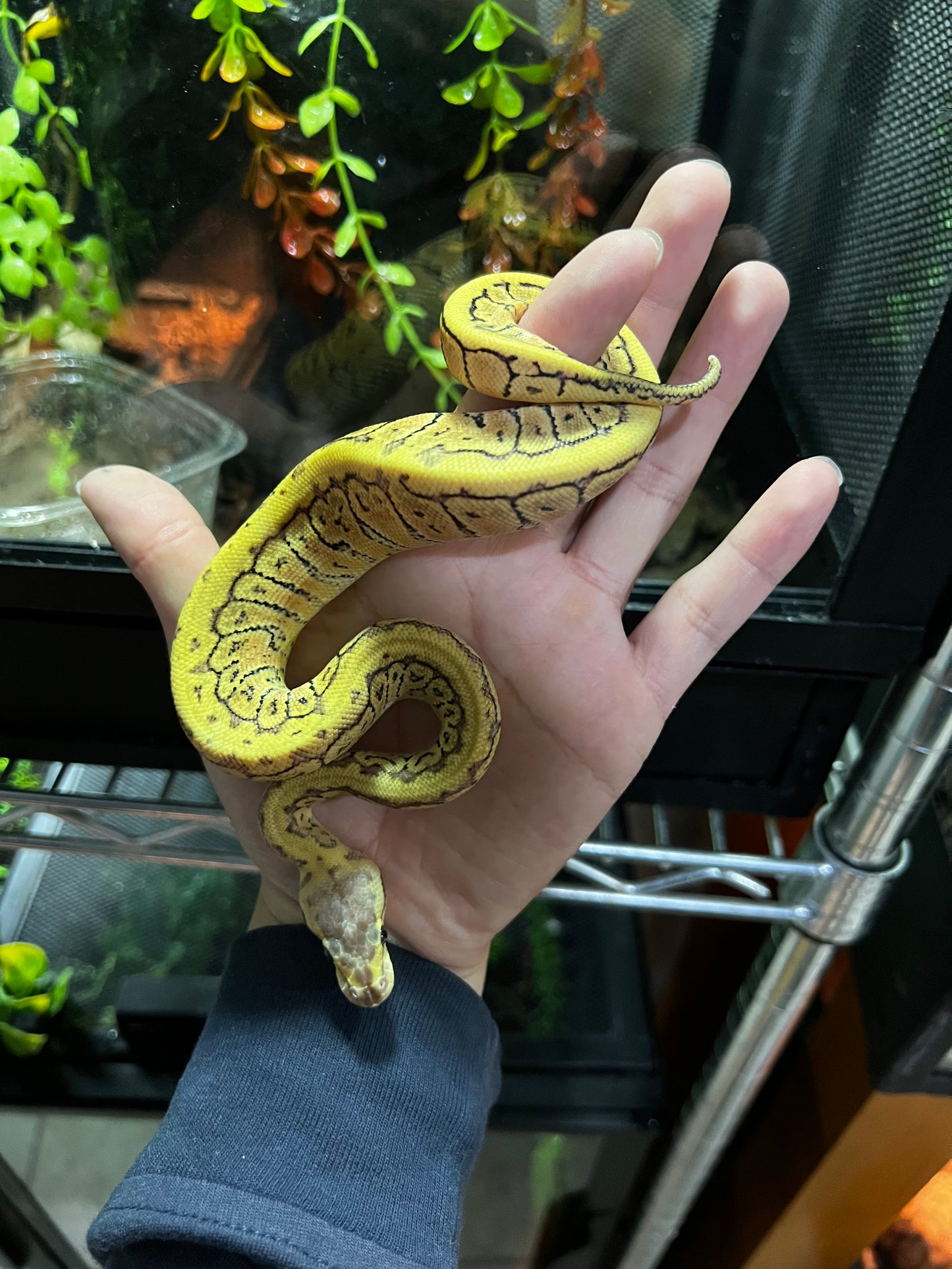 LEMONBLAST HET CLOWN MACHO 34