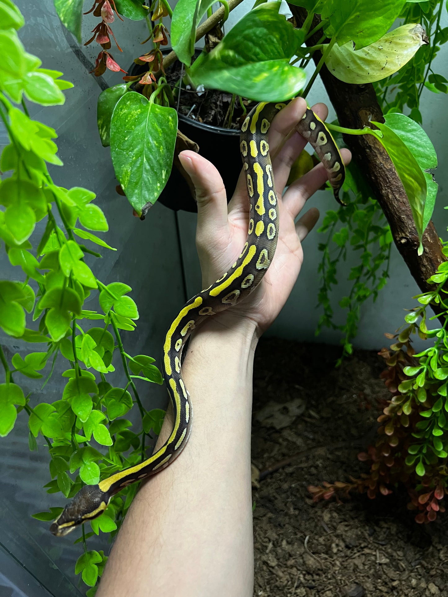 MOJAVE YELLOW BELLY HET CLOWN HEMBRA 90