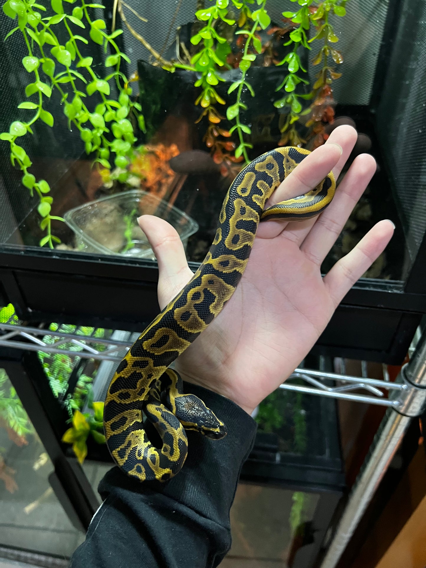 LEOPARD MACHO 43
