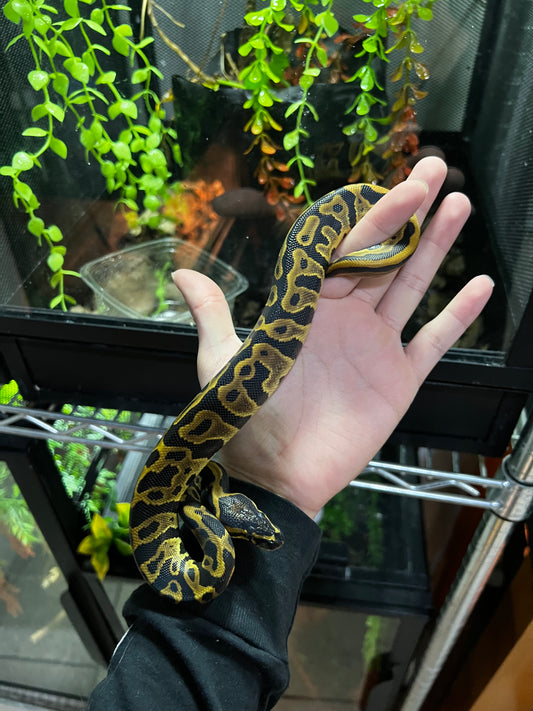 LEOPARD MACHO 43