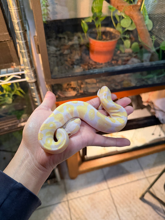 LAVENDER ORANGE DREAM MACHO