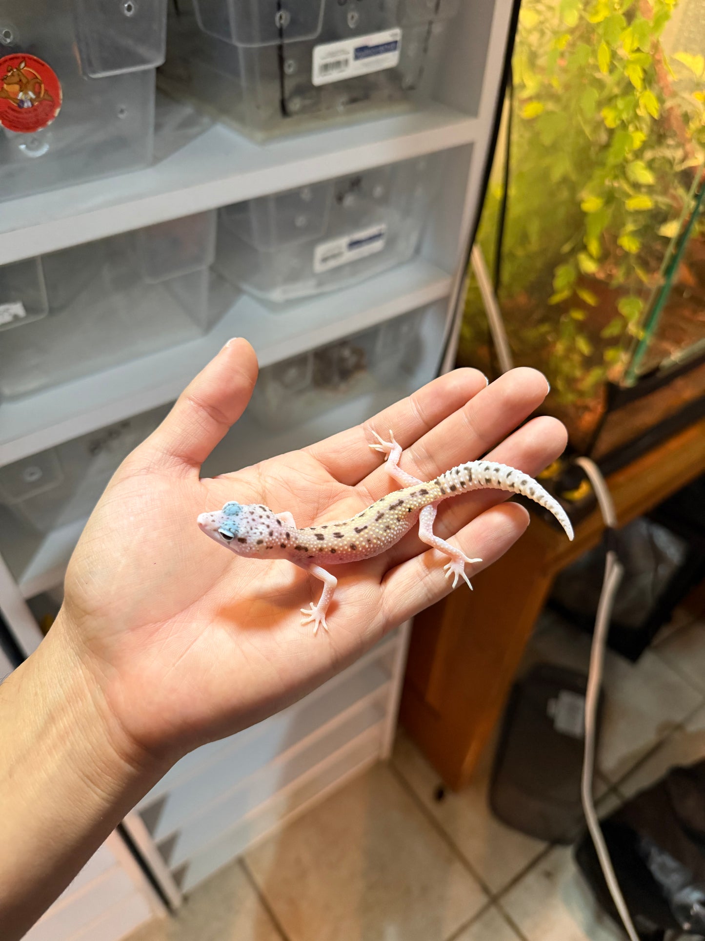 GECKO LEOPARDO MACK SNOW ECLIPSE HEMBRA 073