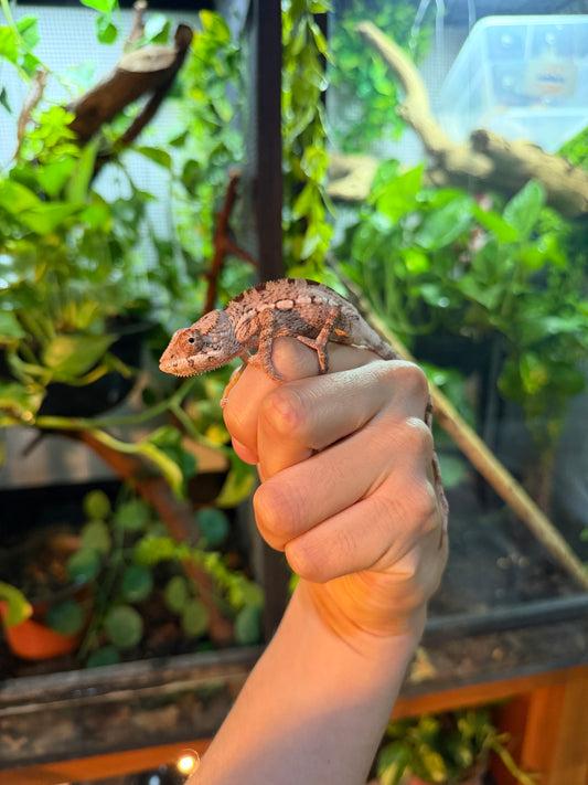 Camaleón pantera (Furcifer pardalis) hembra juvenil