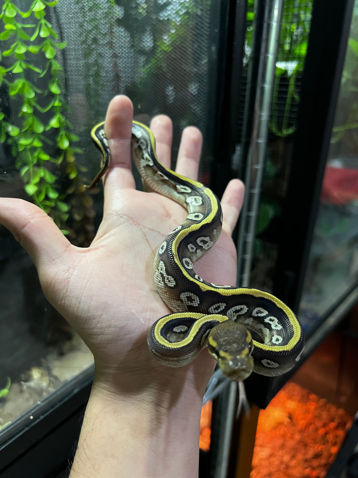 MOJAVE CYPRESS HEMBRA 92