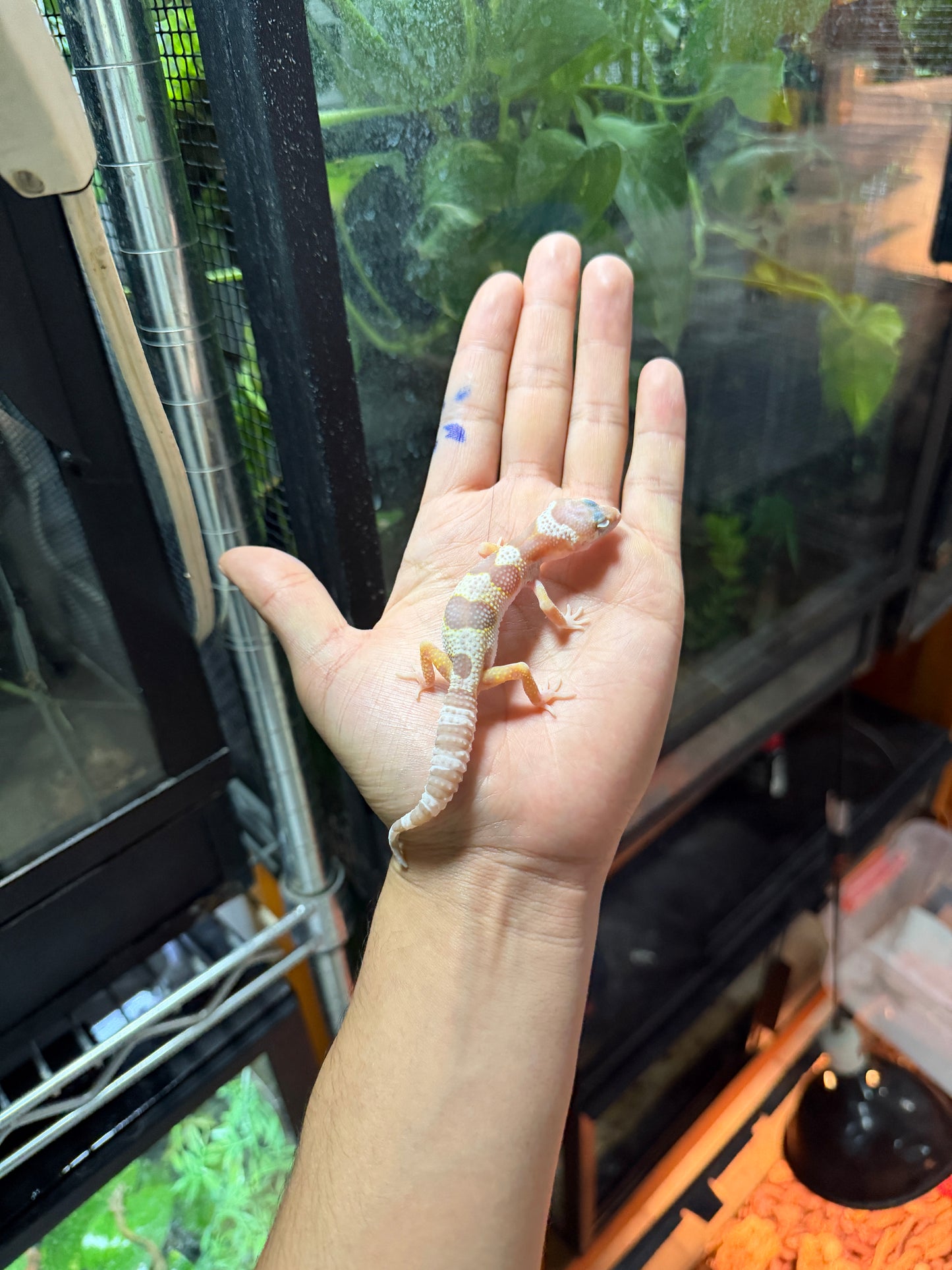 GECKO LEOPARDO MACK SNOW TREMPER TANGERINE 66