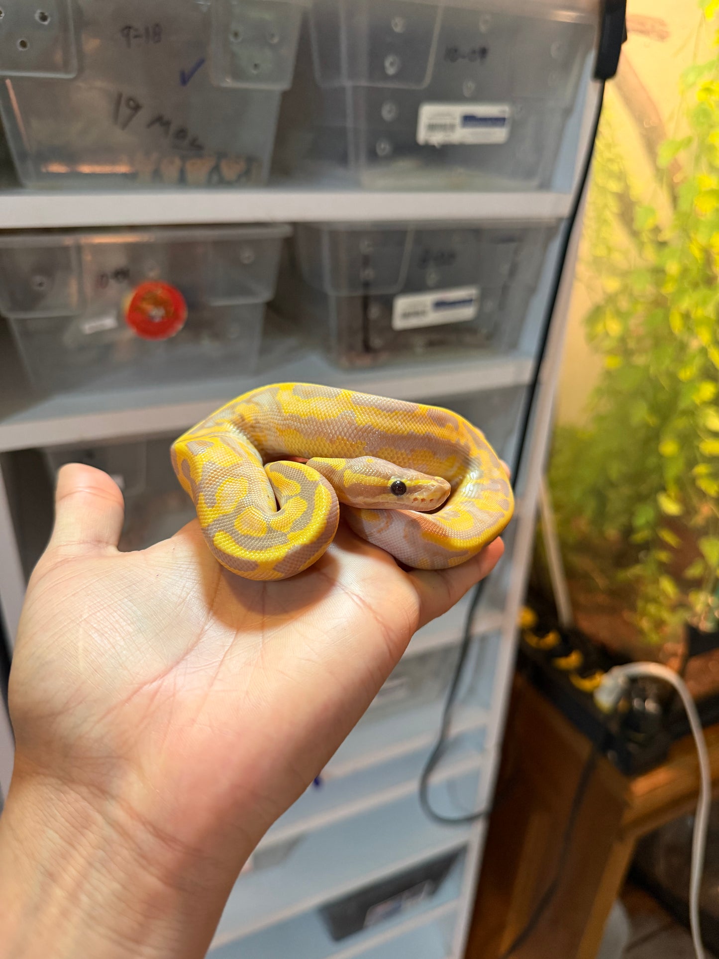 PITÓN BOLA BANANA PIED MACHO 20-03