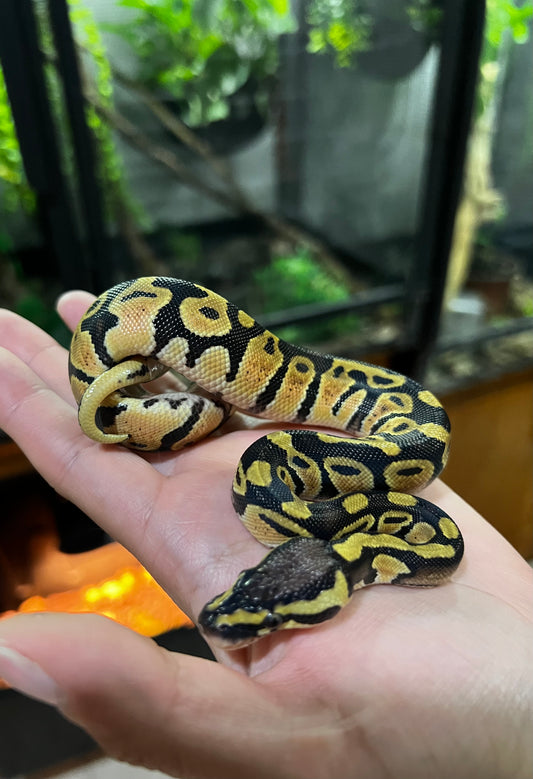 PASTEL MACHO 64