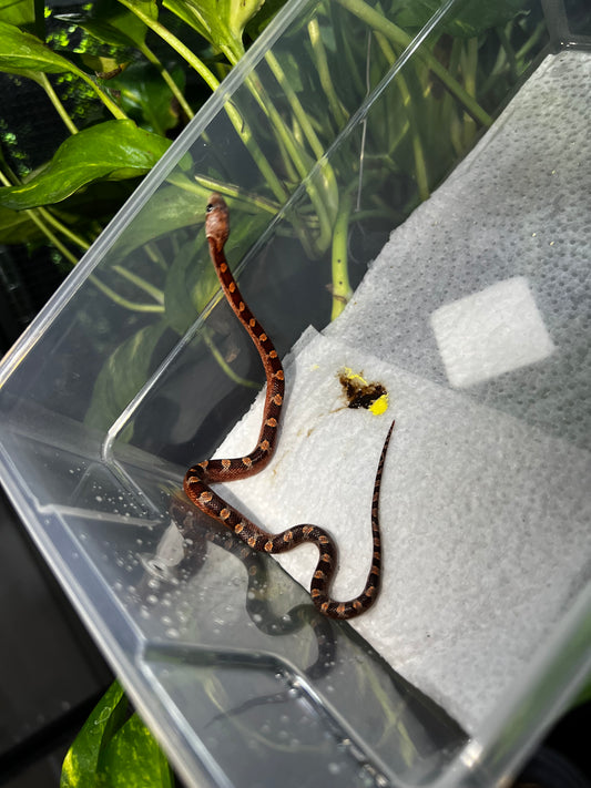SERPIENTE MAICERA BLOODRED MACHO 3