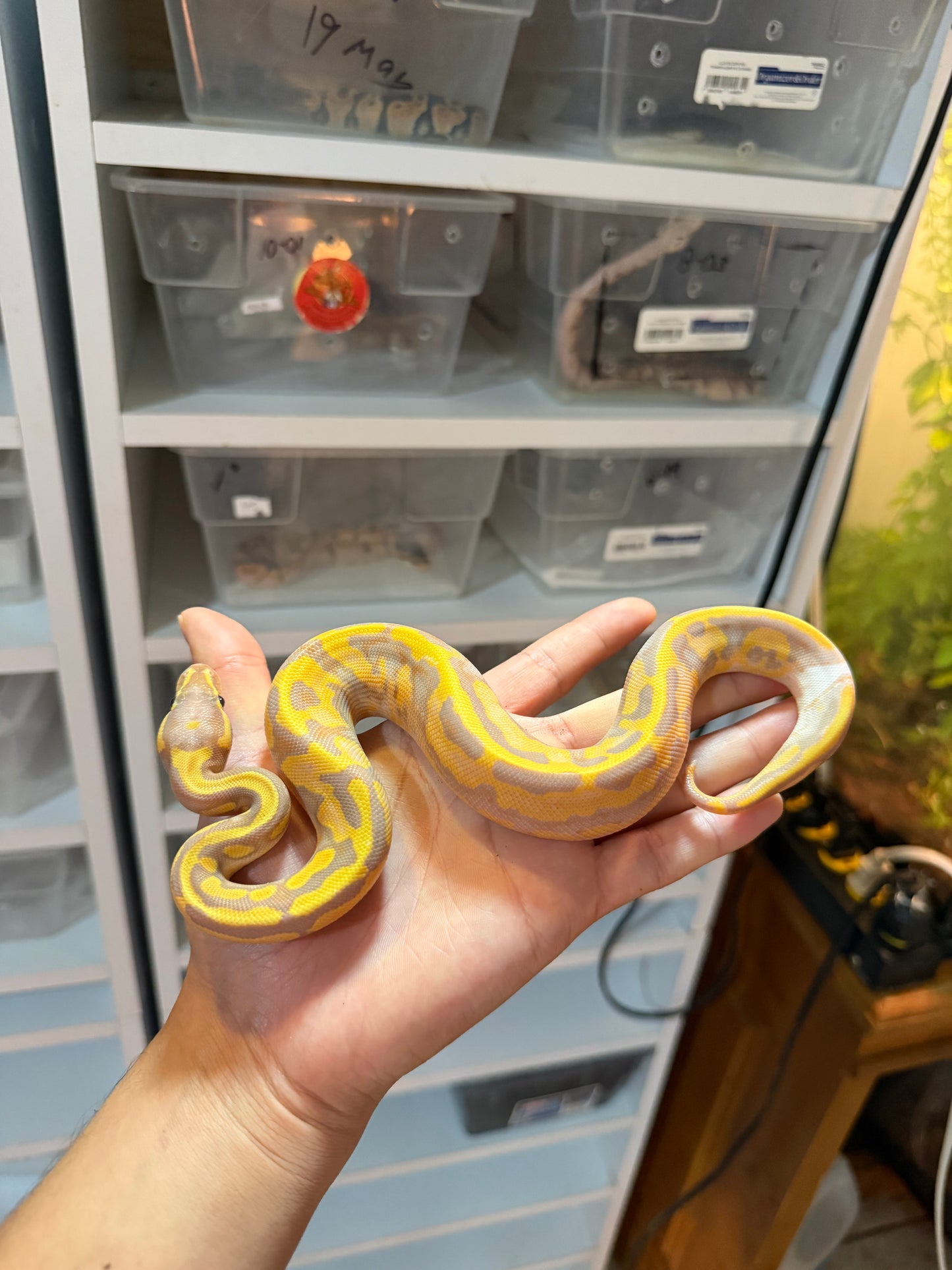 PITÓN BOLA BANANA PIED MACHO 20-03