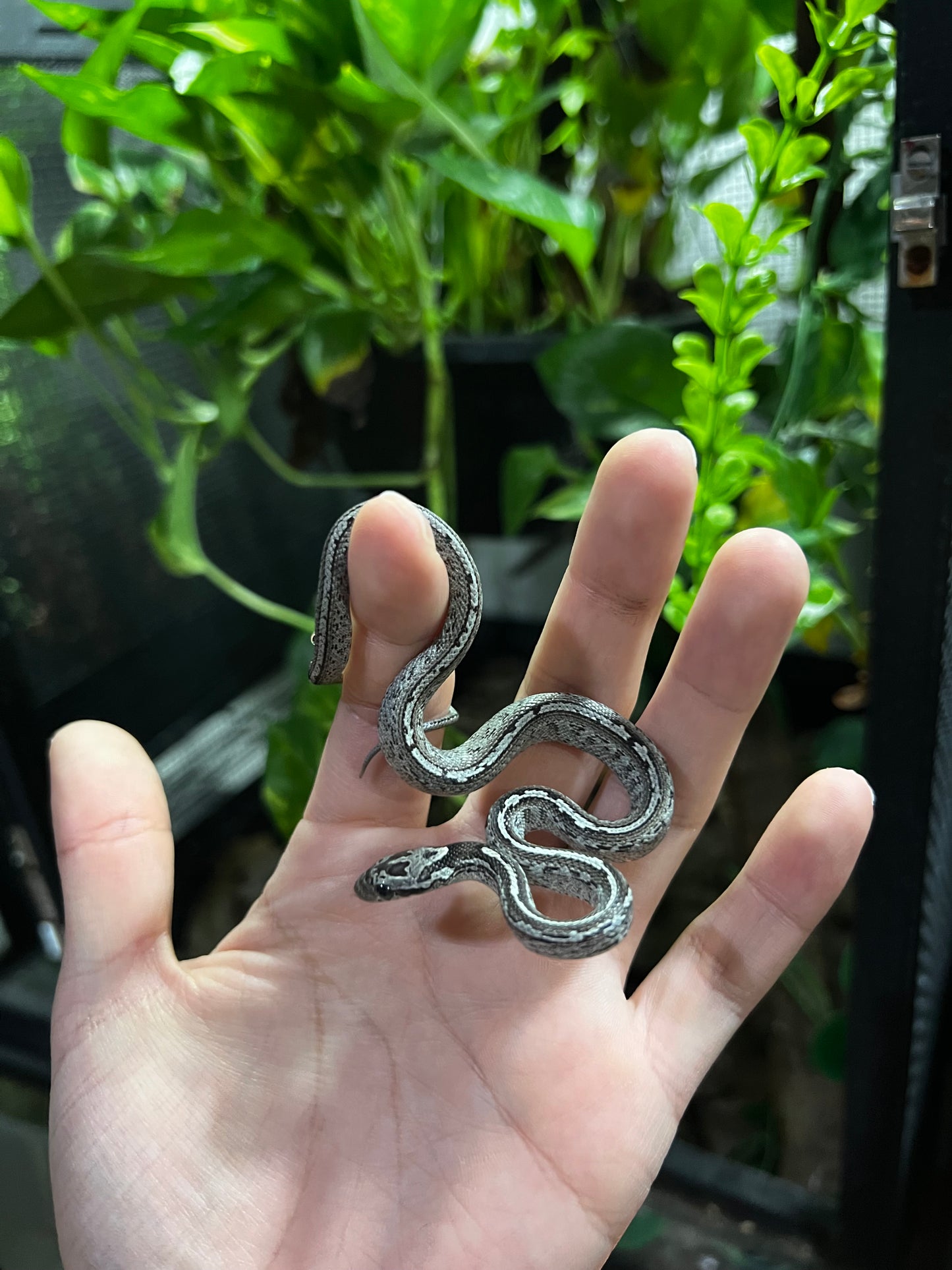 SERPIENTE MAICERA TESSERA GHOST HEMBRA 8