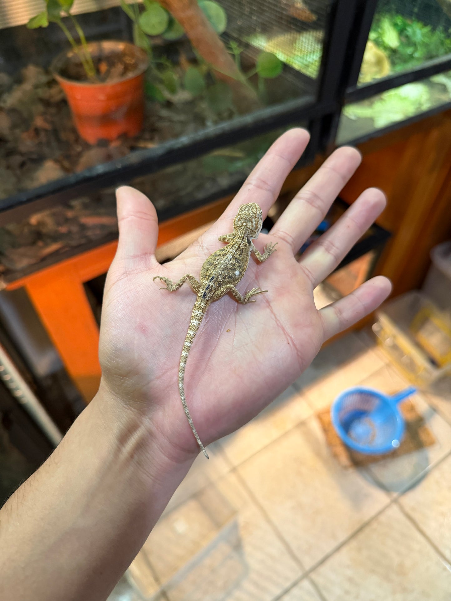 DRAGÓN BARBUDO NOMINAL 3P