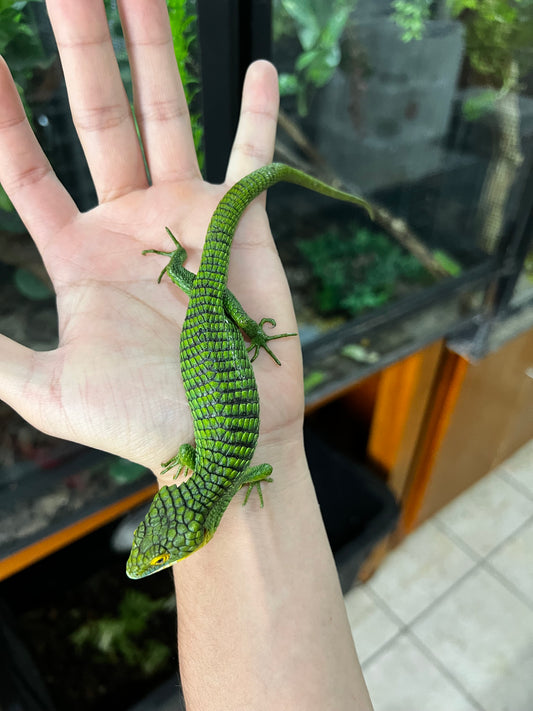 ABRONIA GRAMINEA NACIDA EN PIMVS CON APROVECHAMIENTO EMITIDO POR SEMARNAT