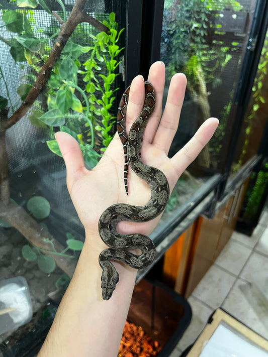 BOA MEXICANA LOCALIDAD VERACRUZ HEMBRA  93