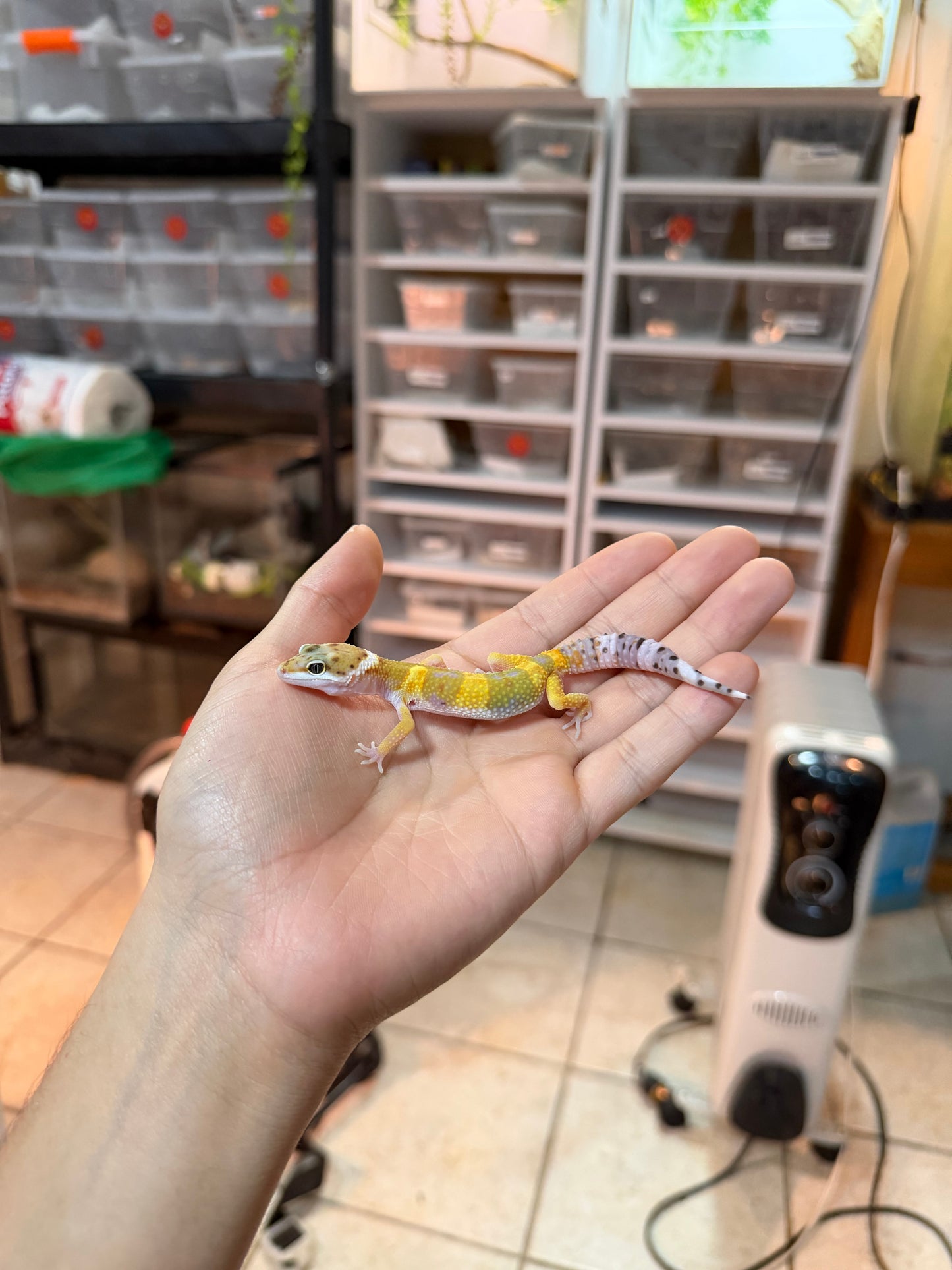 GECKO LEOPARDO HY MACHO 032