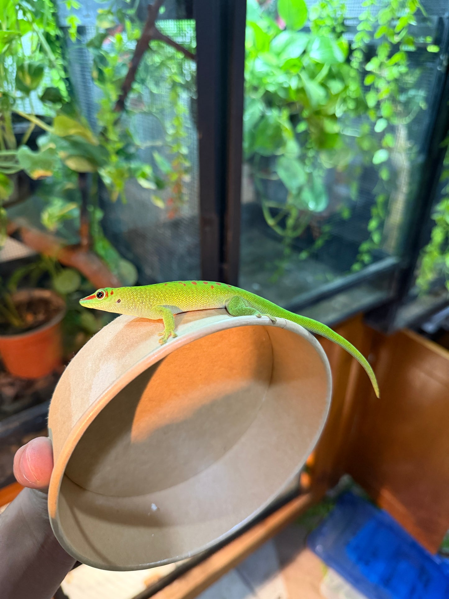 GECKO GIGANTE DE MADAGASCAR JUVENIL 1 CON APROVECHAMIENTO EMITIDO POR SEMARNAT