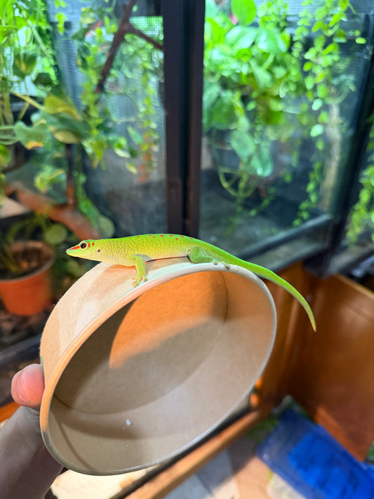 GECKO GIGANTE DE MADAGASCAR JUVENIL 1 CON APROVECHAMIENTO EMITIDO POR SEMARNAT