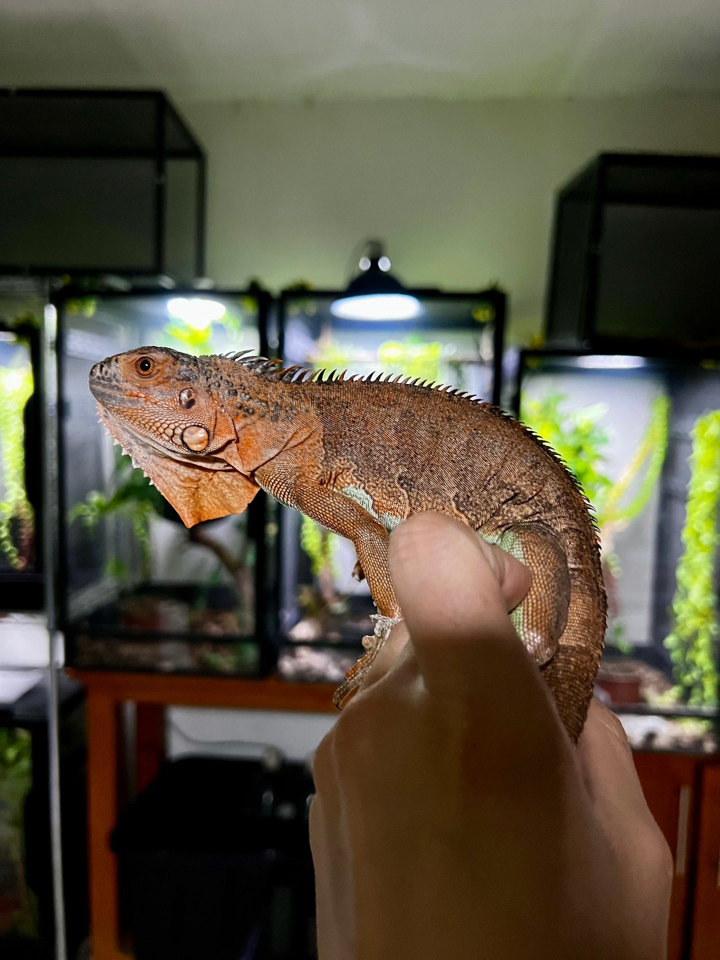 IGUANA ROJA PANZA AZUL 2024