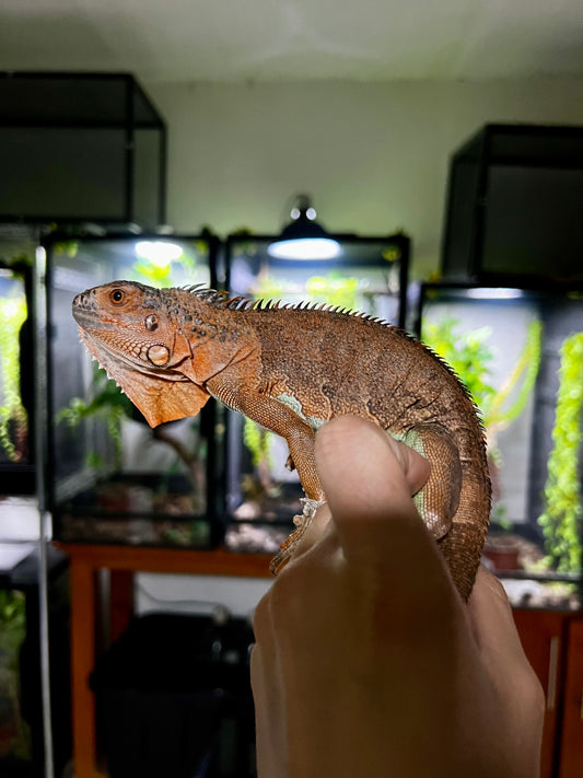 IGUANA ROJA PANZA AZUL 2024
