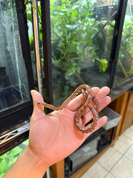 SERPIENTE MAICERA TESSERA