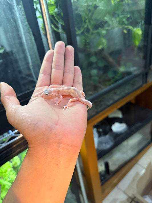 GECKO LEOPARDO MACK SNOW ALBINO TREMPER TANGERINE
