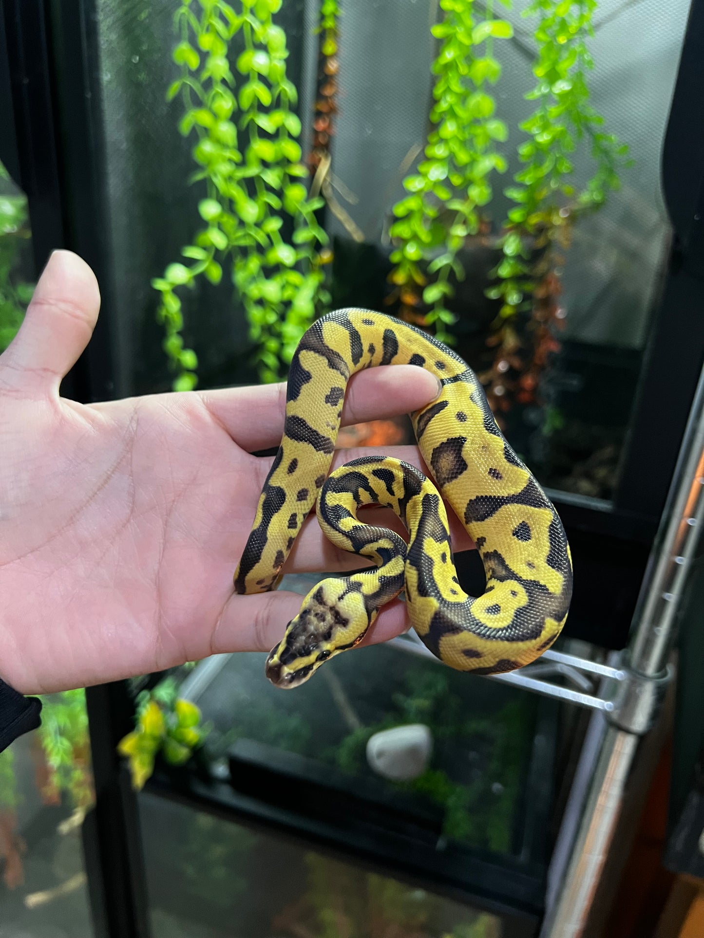 ENCHI FIREFLY HEMBRA 2 (42)