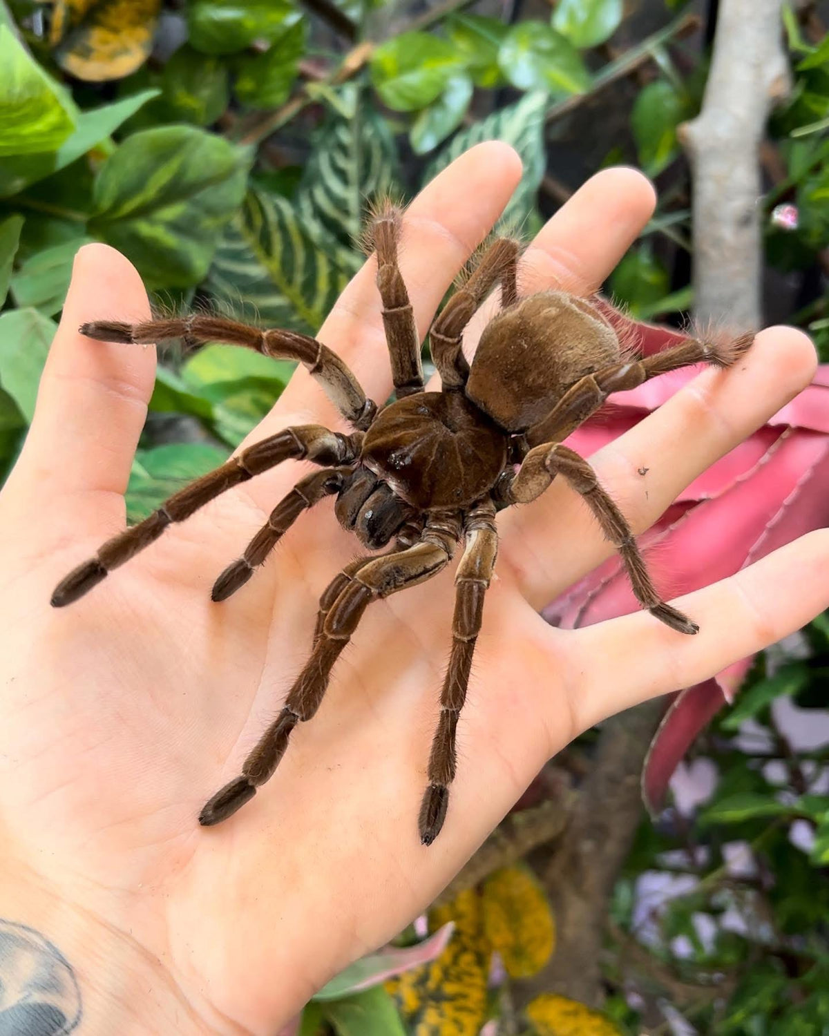 TARÁNTULA GOLIATH