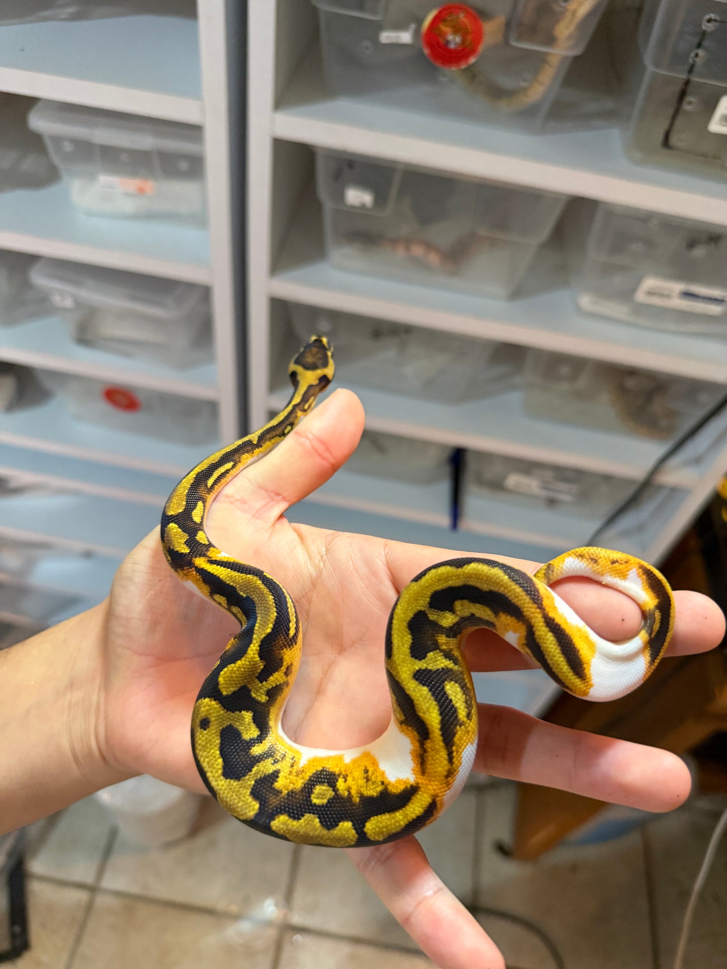PITÓN BOLA ENCHI YELLOW BELLY PIED MACHO 12-01