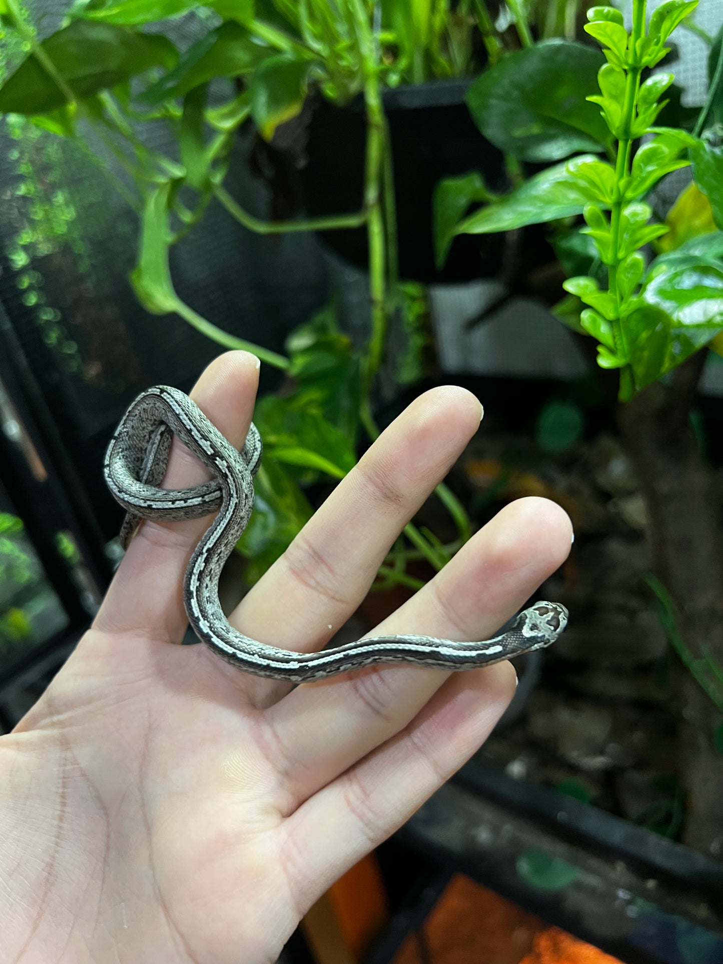 SERPIENTE MAICERA TESSERA GHOST HEMBRA 8
