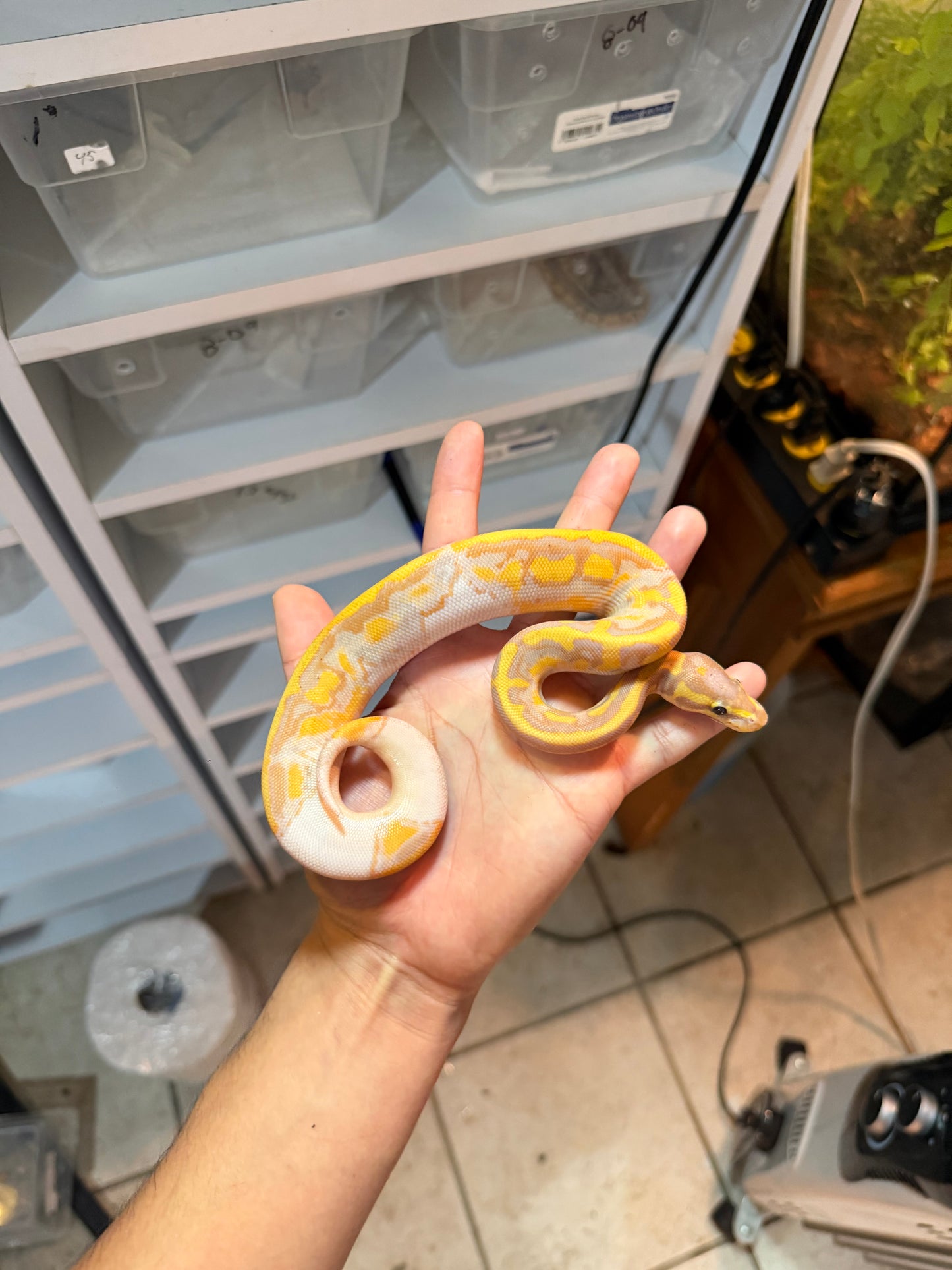 PITÓN BOLA BANANA PIED 20-02