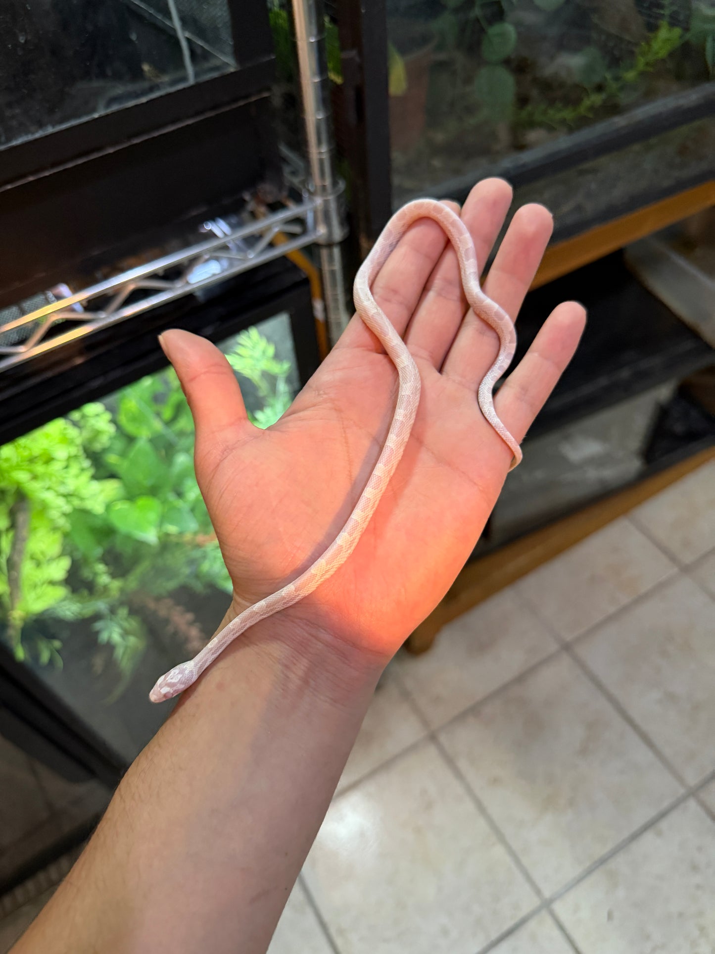 SERPIENTE MAICERA SUPER SNOW