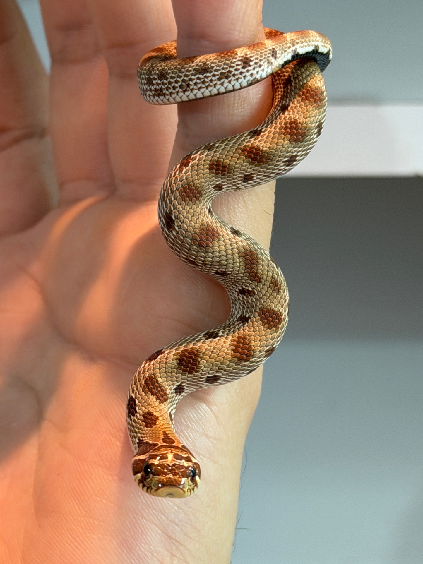 SERPIENTE NARIZ DE CERDO (HOGNOSE) CONDA MACHO