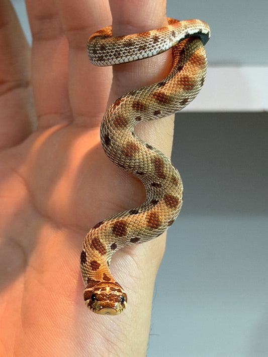 SERPIENTE NARIZ DE CERDO (HOGNOSE) CONDA MACHO