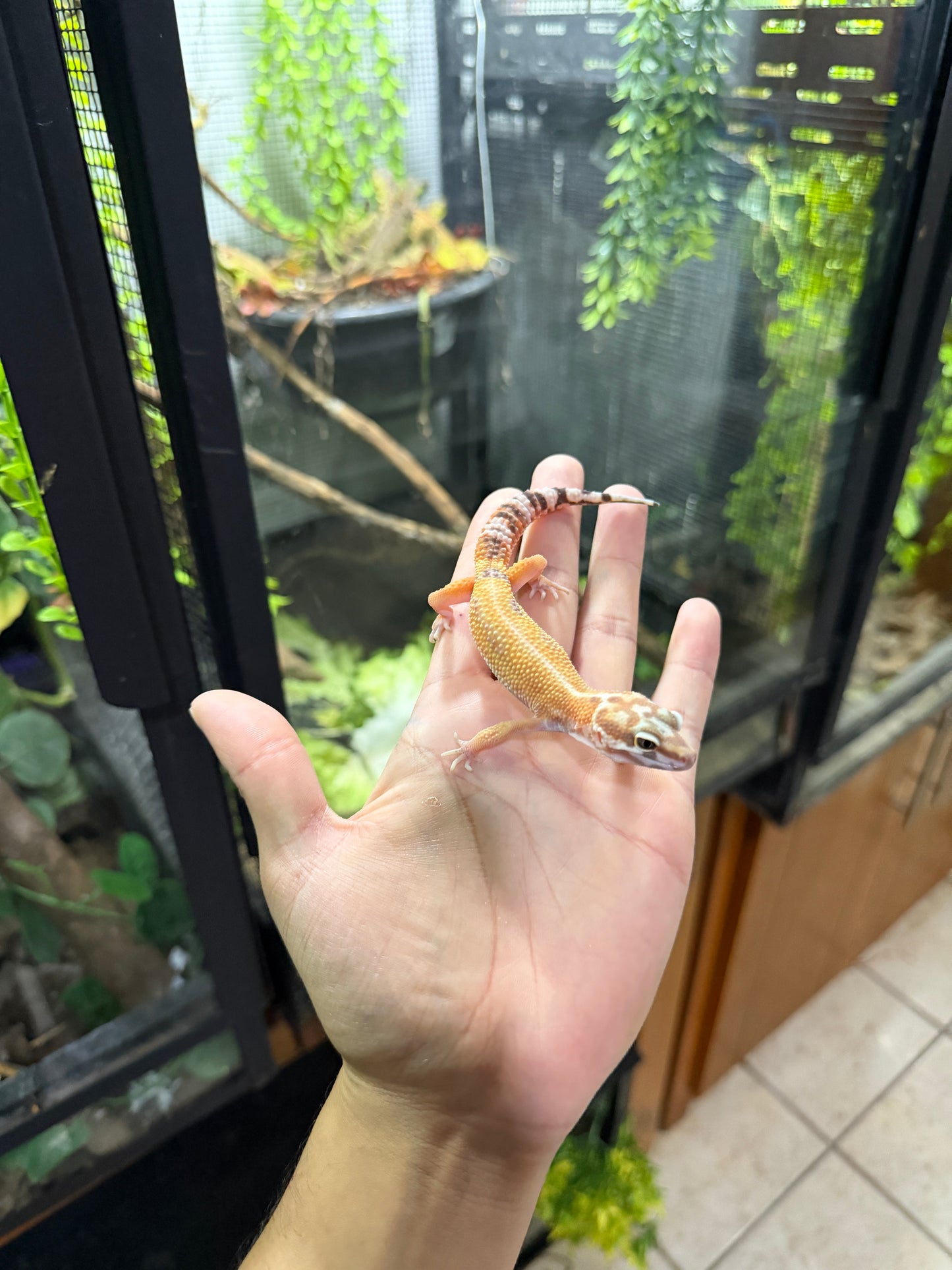 Gecko leopardo TREMPER TANGERINE HC 40