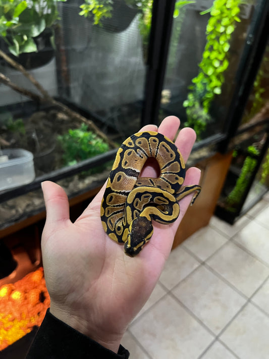 YELLOW BELLY HEMBRA 57