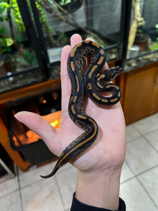 BLACK PASTEL HET PIED MACHO 63