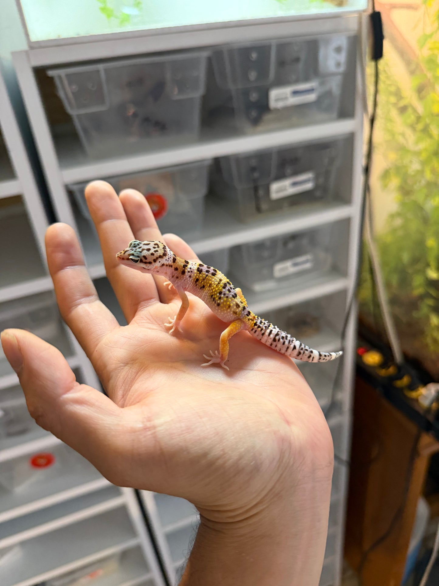GECKO LEOPARDO HIGH YELLOW HET TREMPER 1