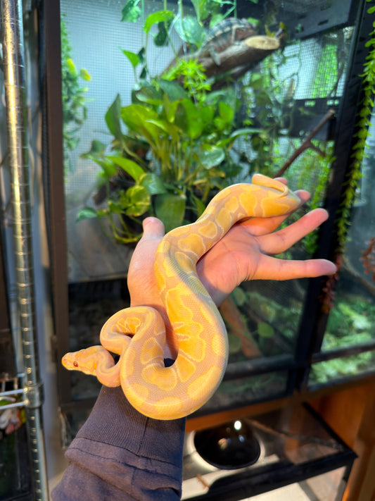 PITÓN BOLA BANANA ENCHI HET CLOWN macho