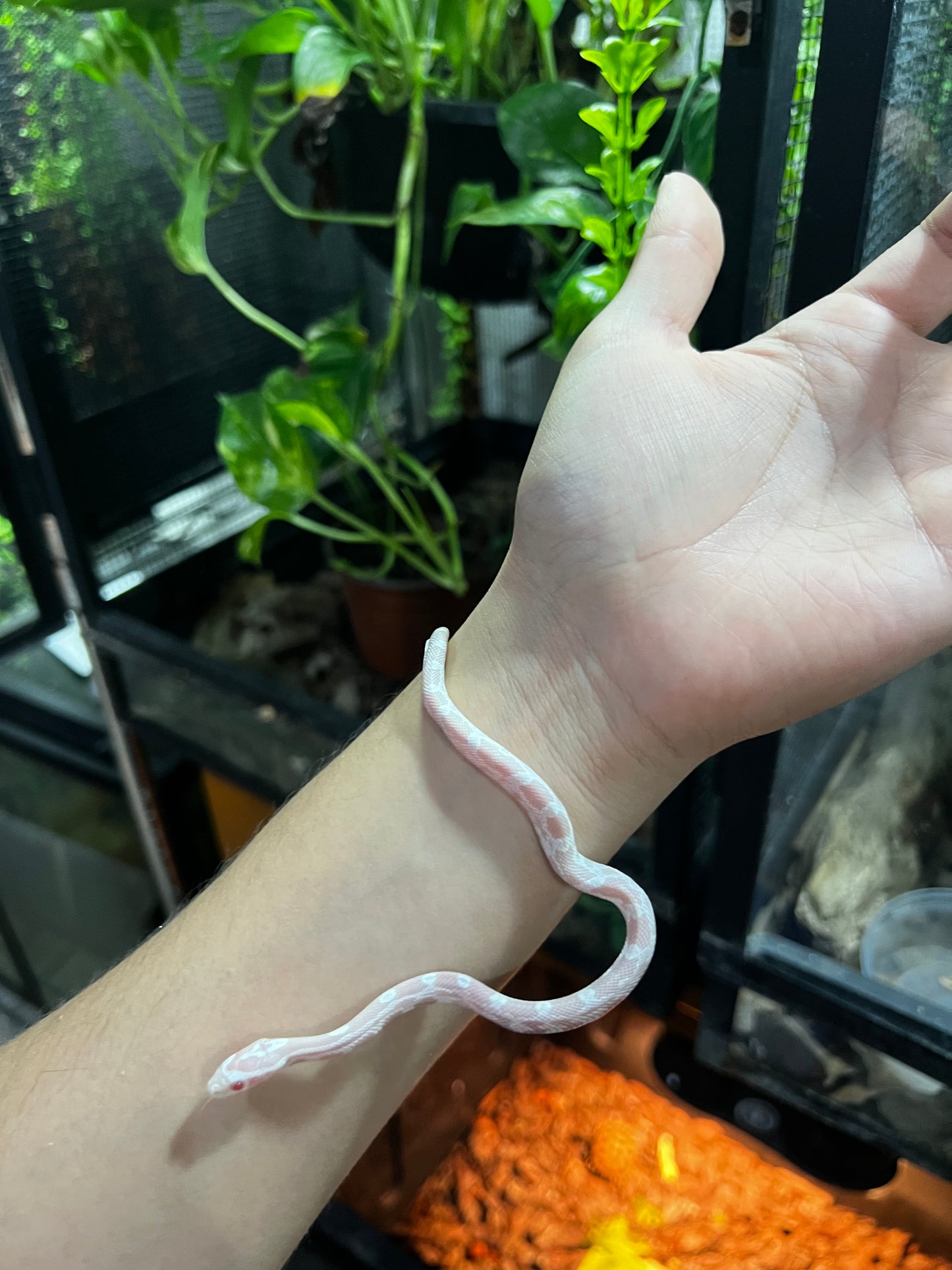 SERPIENTE MAICERA SNOW HEMBRA 43